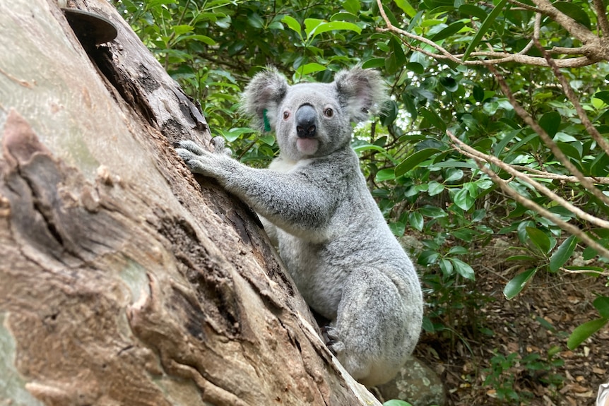 Koala perched in a tree