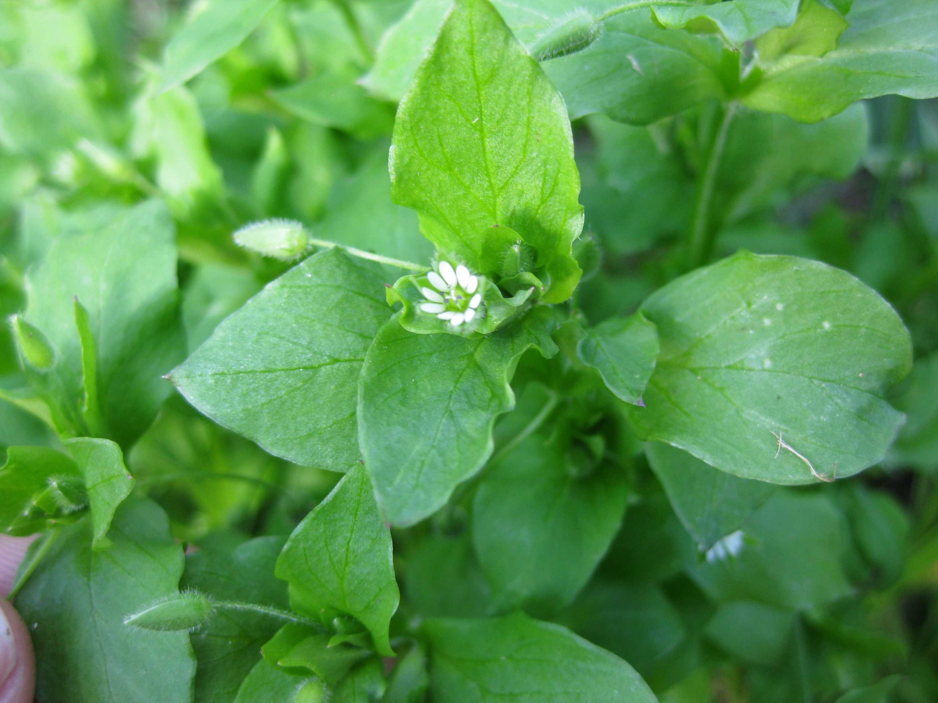 Edible Weeds That Are Safe To Eat And How You Can Use Them - ABC News