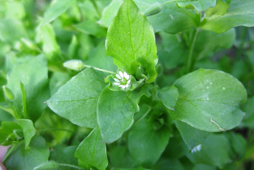 Chickweed can be cooked or eaten as a salad vegetable.