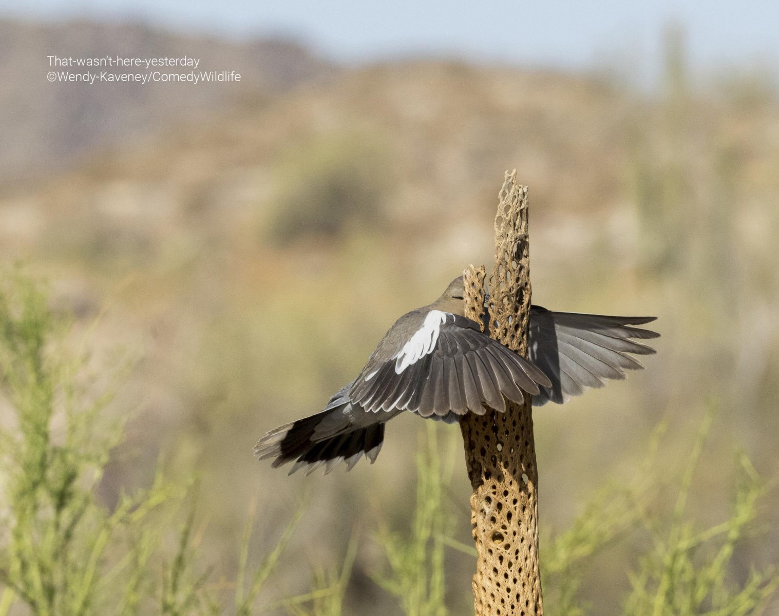 A bird that has accidentally flown into a tree