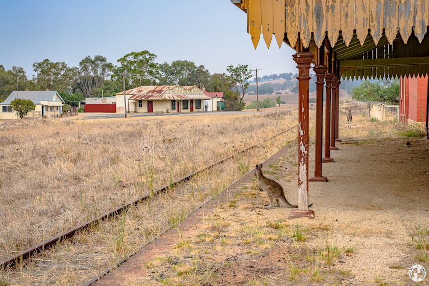 A pair of kangaroos next to an abandoned railway line.