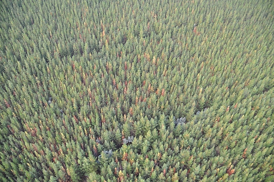 New parasitic roundworm to boost biological battle against pine tree ...