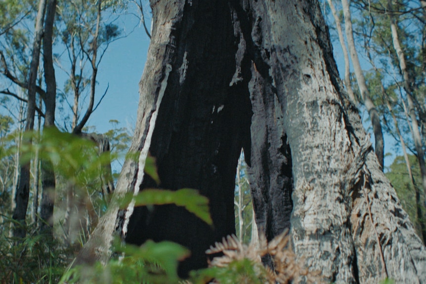 An old tree which has been partly burnt