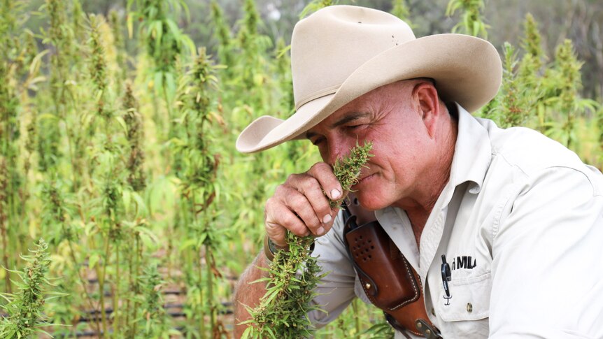 James Blundell smells a stalk of hemp from his trial crop.