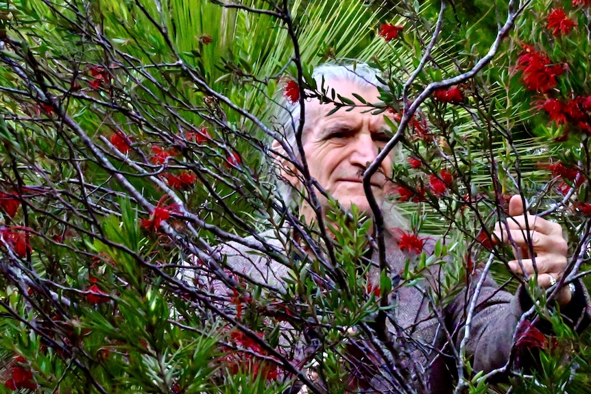 Older man peering through a red-flowered bush