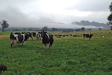 AGL and NSW Dairy Connect sign new agreement