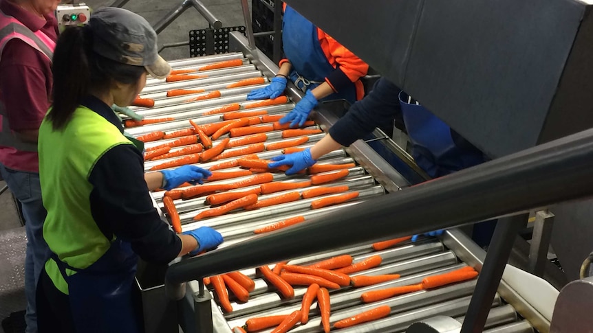 Workers at Kalfresh sort carrots on the production line