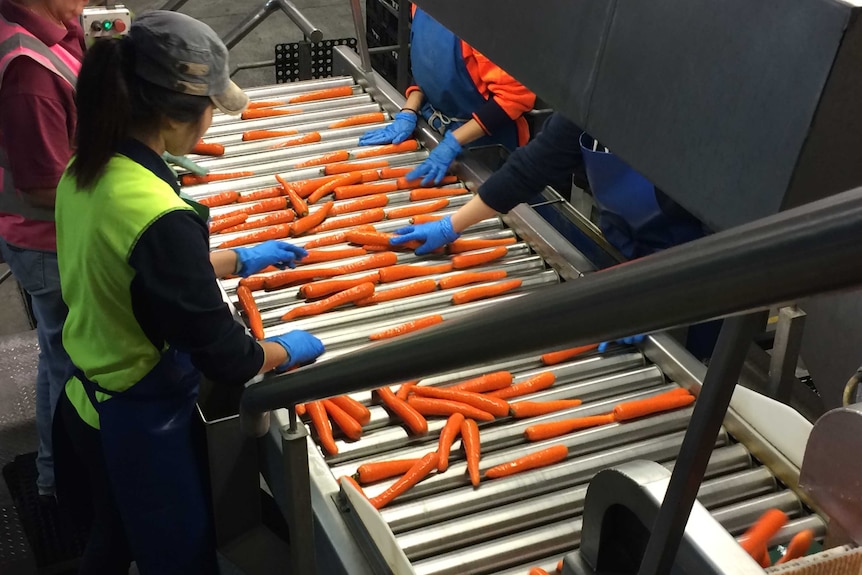 Workers at Kalfresh sort carrots on the production line