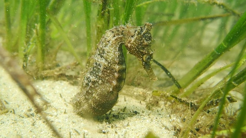 A seahorse couple is released at their new home.