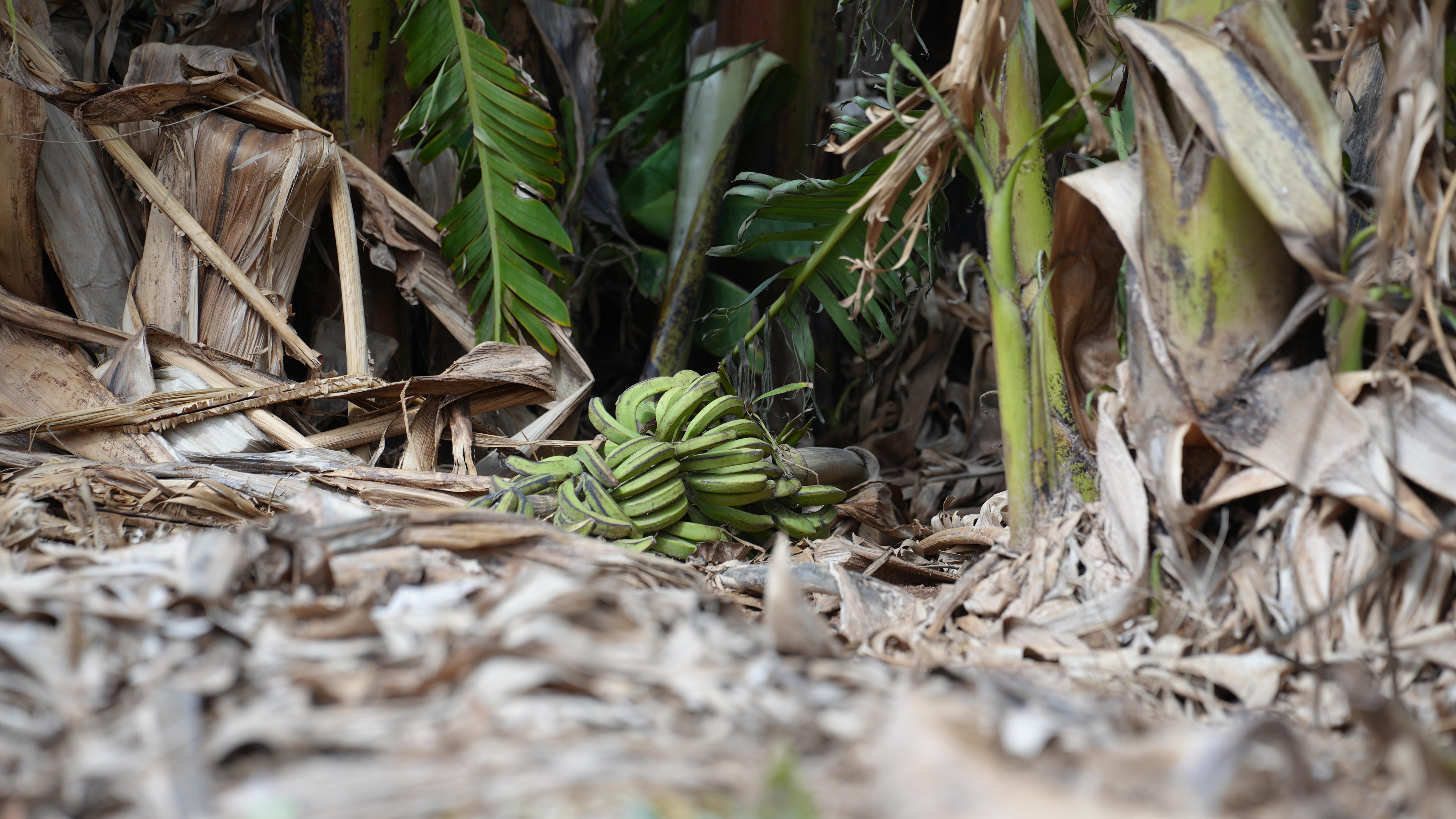 Green bananas are seen falling off the ground in a plantation. 