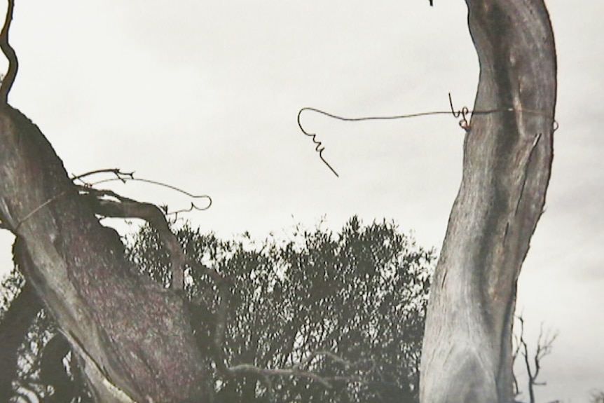 wire in a tree at property where alleged abuse happened