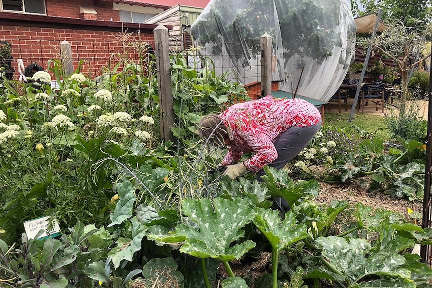 A woman works in a community garden.