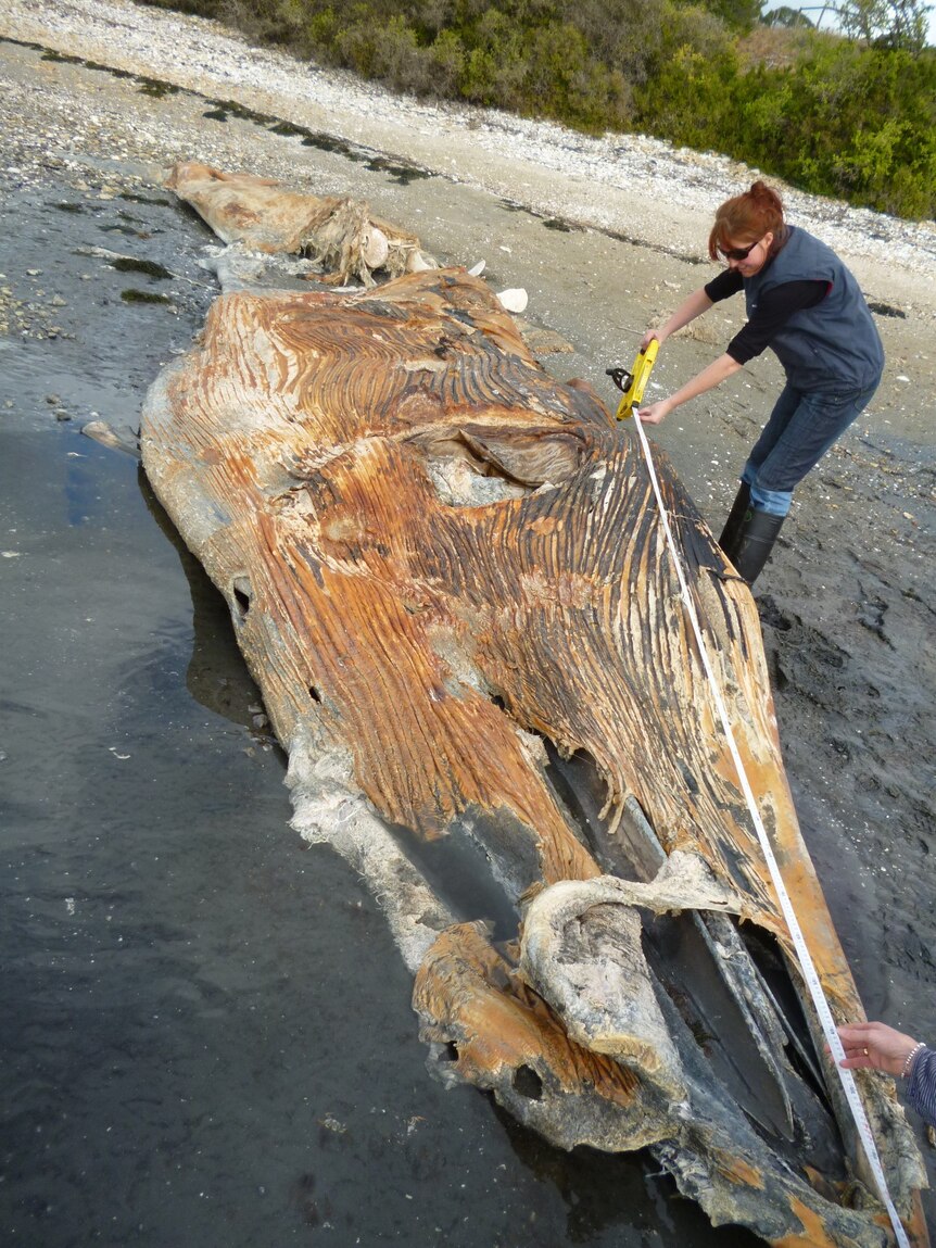 The Bryde's whale was going to be studied by museum staff.