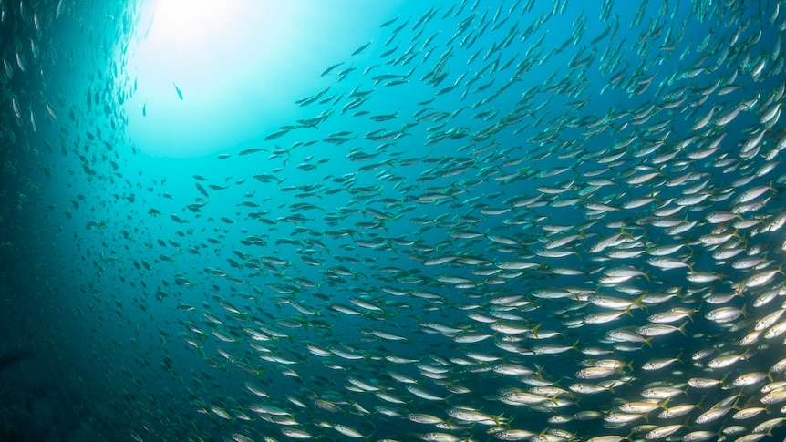 A shoal of fish seen looking up through deep blue water with the sun shining overhead