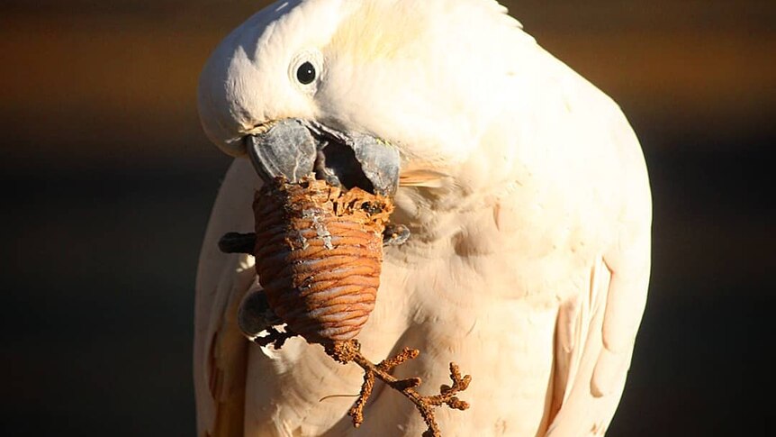 A cockatoo eats a pinecone