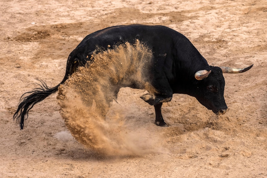 Un toro patea la arena durante el festival del encierro. 