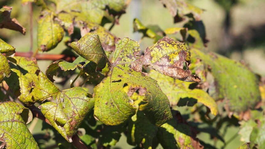 A close up of hail damaged vine leaves on Tyrrell's Wines estate.