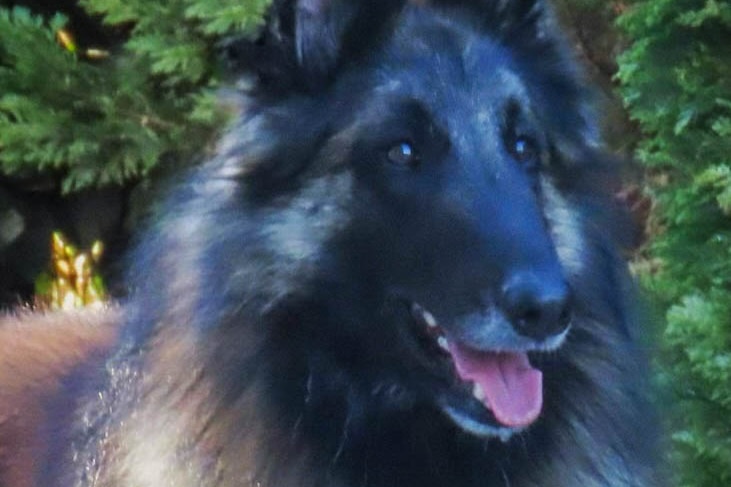 A Belgian Shepherd smiles in front of an evergreen hedge