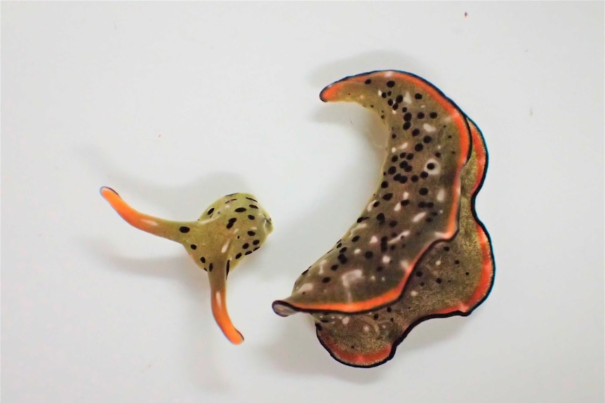 The head of a slug lies on a white table next to its body