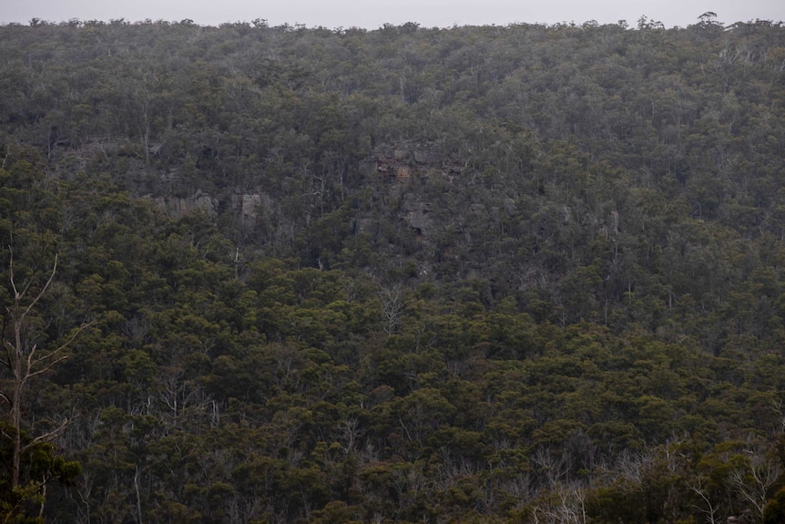 Rocky cliffs in bushland.