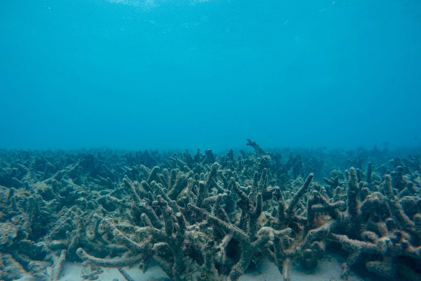 Research at Lizard Island  found the reef there is experiencing 'total ecosystem collapse'.
