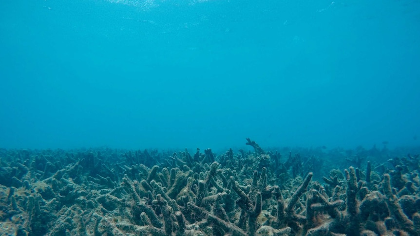 An underwater photo of bleached coral.