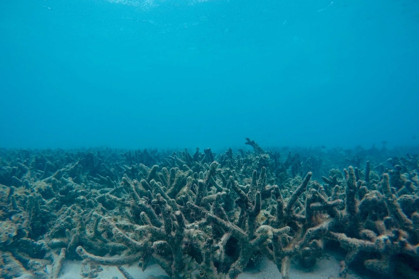 An underwater photo of bleached coral.