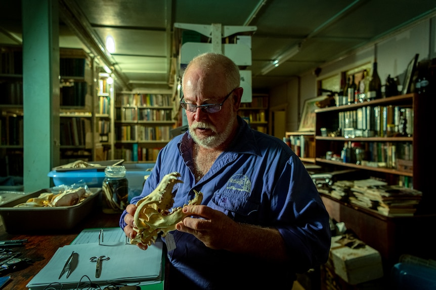 Angus Emmott looking down at an animal's skull, in a shed with walls lined with books.
