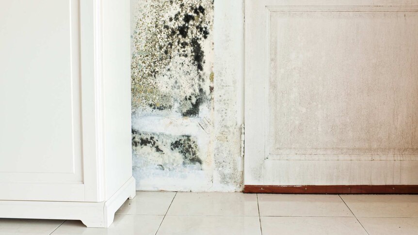 a wall with mould on it