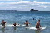 People run from the water as the fin of a killer whale approaches