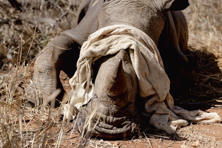 A rhino blindfolded.