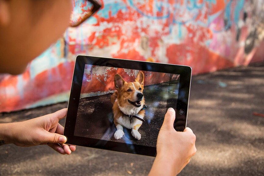 Theo Chan takes a photo of her dog Space Corgi on her iPad in a graffitied Sydney laneway.