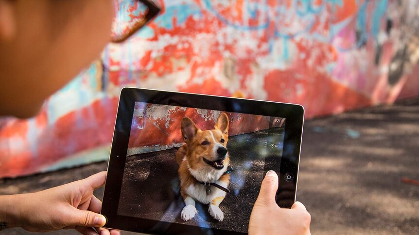 Theo Chan takes a photo of her dog Space Corgi on her iPad in a graffitied Sydney laneway.