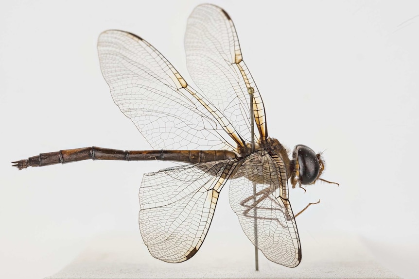 Photograph of a dragon fly specimen