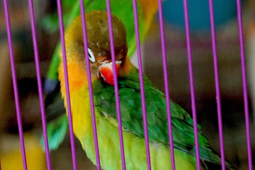 Birds at a market in Jakarta.