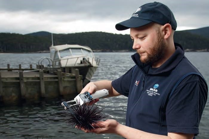 man measuring sea urchin