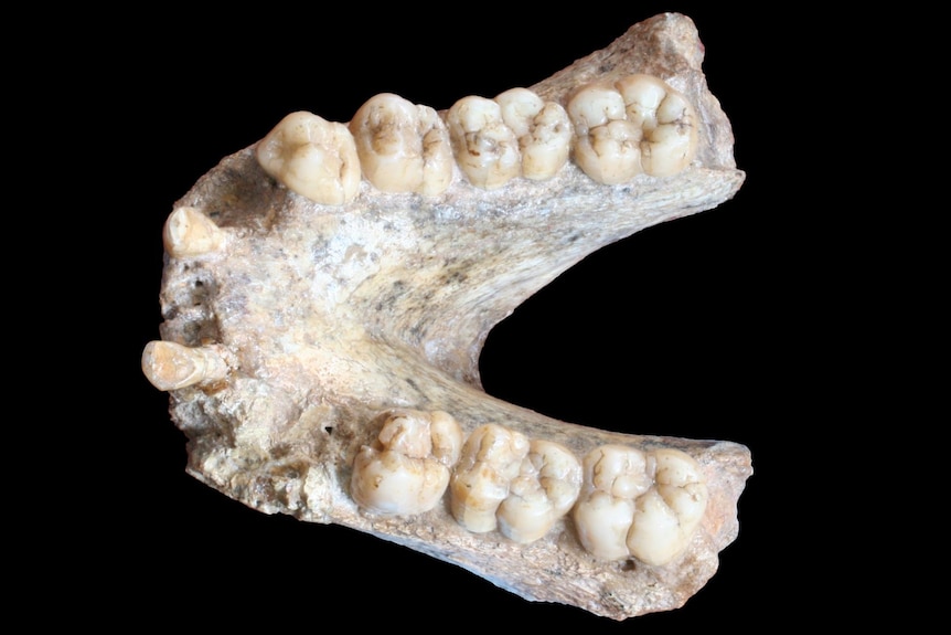 The upper jaw bone and teeth of a large ape