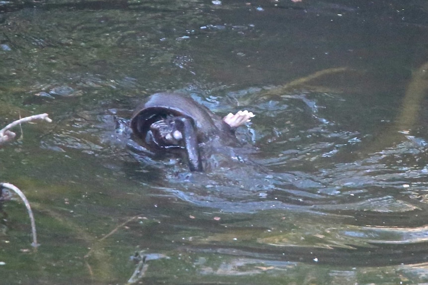 The platypus on top of the rakali.