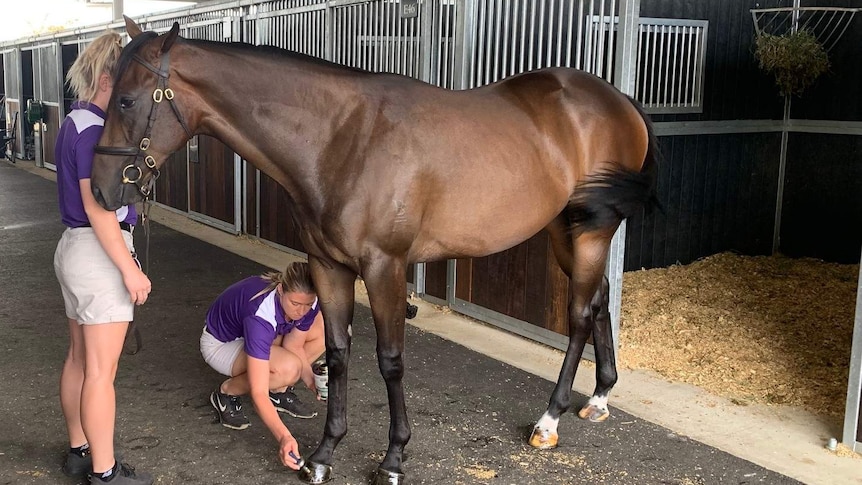 Two handlers prepare a horse for its presentation at yearling sales in Sydney.