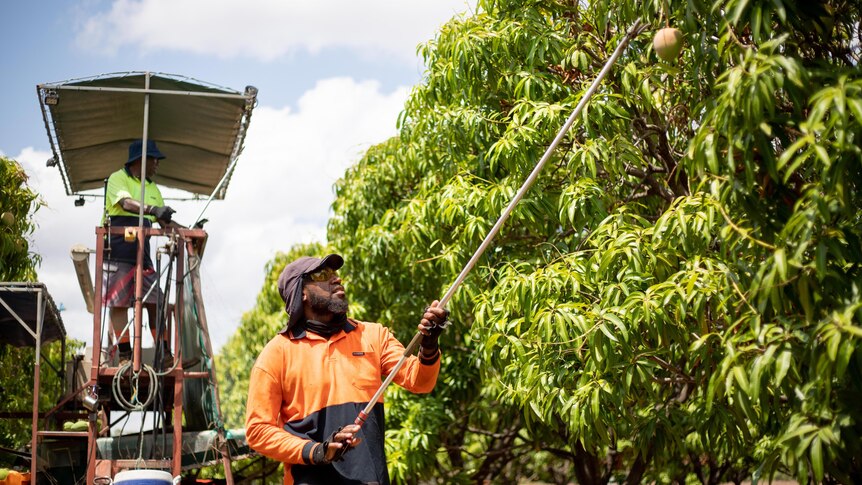 A male Vanuatuan worker in a high-vis uniform collects a mango from a tree with a picking pole. 