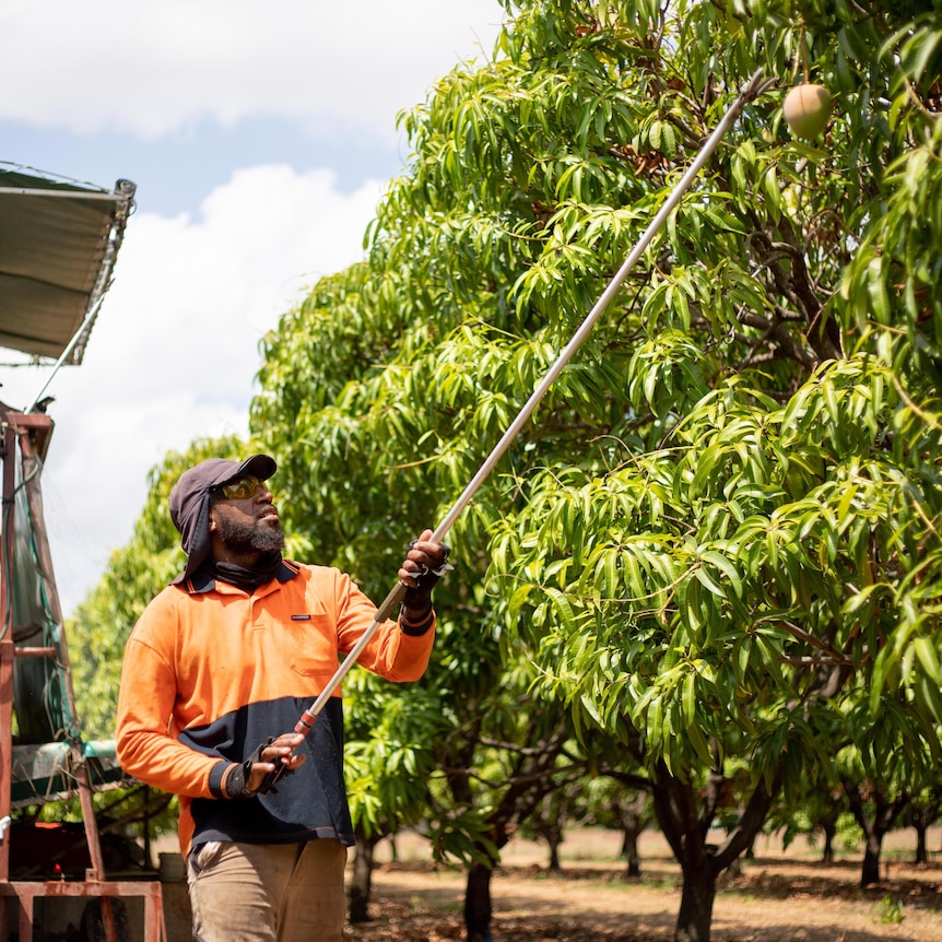 A male Vanuatuan worker in a high-vis uniform collects a mango from a tree with a picking pole. 