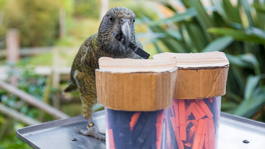 Kea hold a black token in its beak and standing behind two jars filled with orange and black tokens.
