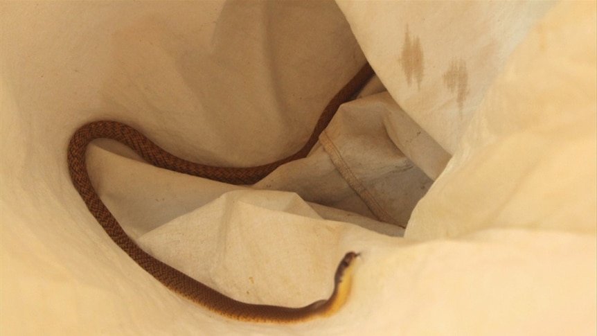 Snake in a bag