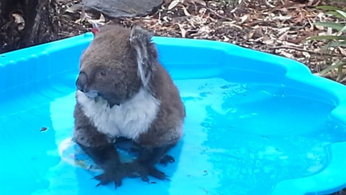 Koala cools off in paddling pool