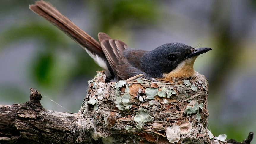 A small bird with a black head, brown tail and orange front sits in a small nest.
