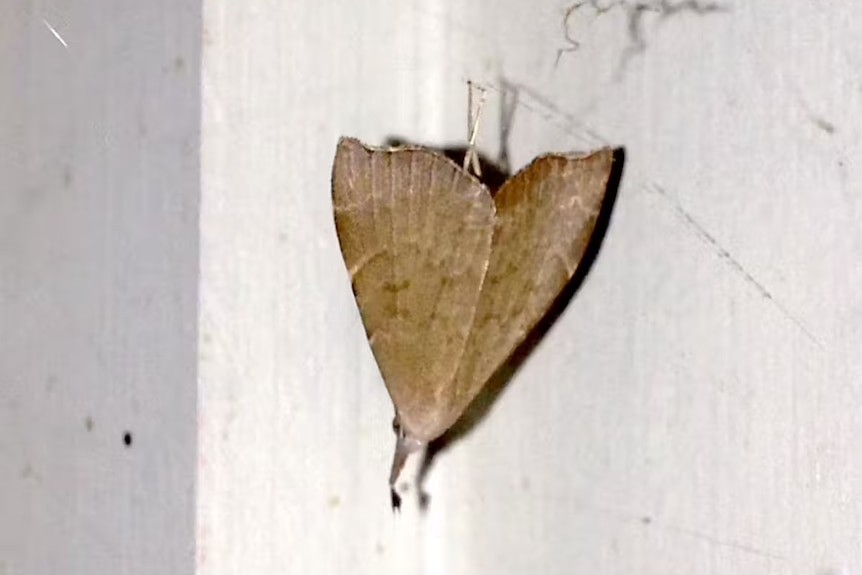 A pale brown moth hanging upside down from a silk thread on a white wall