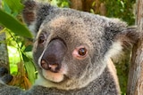 koala staring at camera