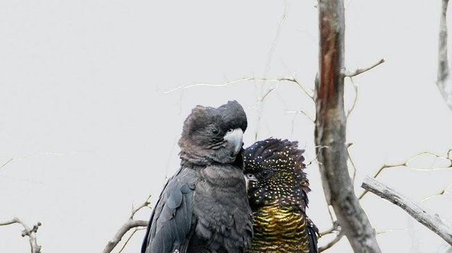 red-tailed black cockatoo