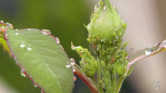 Aphids clustered on an un-opened rose bud