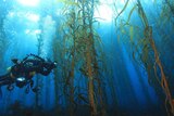 Diver swims through kelp forest.